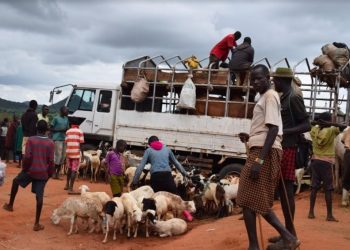 Government lifts lockdown on livestock markets but fixes strict guidelines for operators
