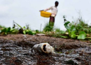UGANDA: Nile perch of about 20 Kg found dead and floating on lakes
