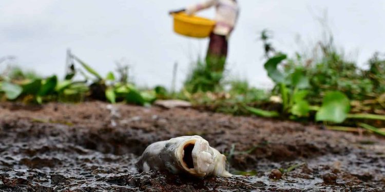 UGANDA: Nile perch of about 20 Kg found dead and floating on lakes