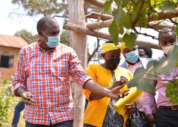 Government to support grape farmers- Minister Tumwebaze
