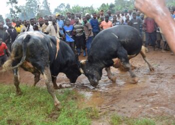 Police disperse Namasho bullfighting grounds in Bududa district, get hold of bulls and motorcycles of the fans for the sport.