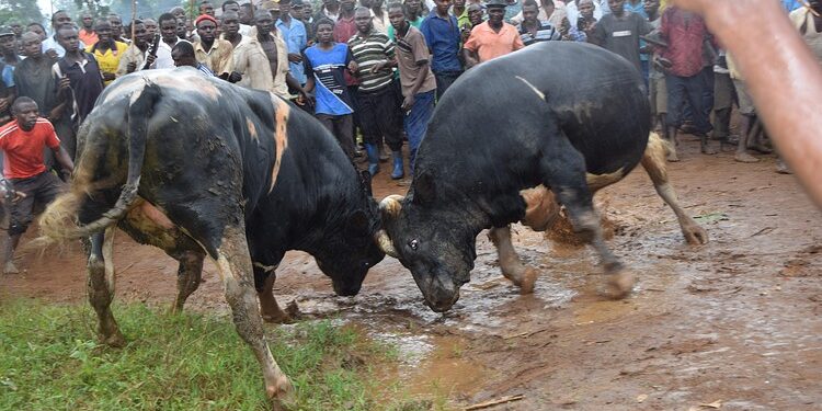 Police disperse Namasho bullfighting grounds in Bududa district, get hold of bulls and motorcycles of the fans for the sport.