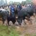 Police disperse Namasho bullfighting grounds in Bududa district, get hold of bulls and motorcycles of the fans for the sport.