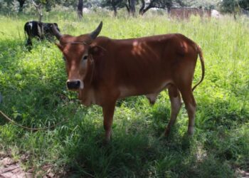 NUSAF supplied blind cattle in Pader. So far, three officials have been arrested for supplying farmers with blind and unhealthy cattle.