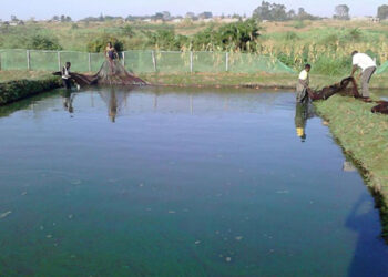 Gulu fish hatchery centre in Northern Uganda remains non-functional for more than twelve years after an investment of about UGx:1.5 billion.