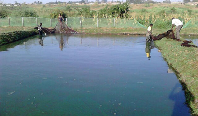 Gulu fish hatchery centre in Northern Uganda remains non-functional for more than twelve years after an investment of about UGx:1.5 billion.