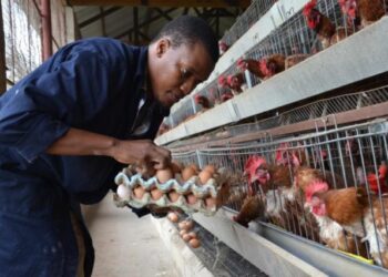 Kenya lifts ban on Uganda’s poultry products after Nairobi trade talks