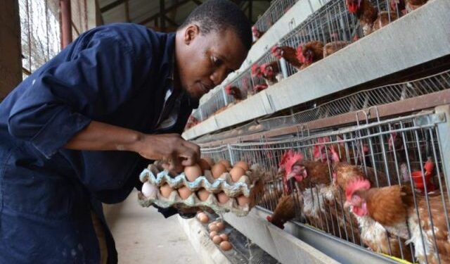 Kenya lifts ban on Uganda’s poultry products after Nairobi trade talks