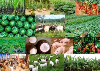 UGANDA: Agriculture as a vehicle of Uganda’s Economic Transformation Journey