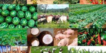 UGANDA: Agriculture as a vehicle of Uganda’s Economic Transformation Journey